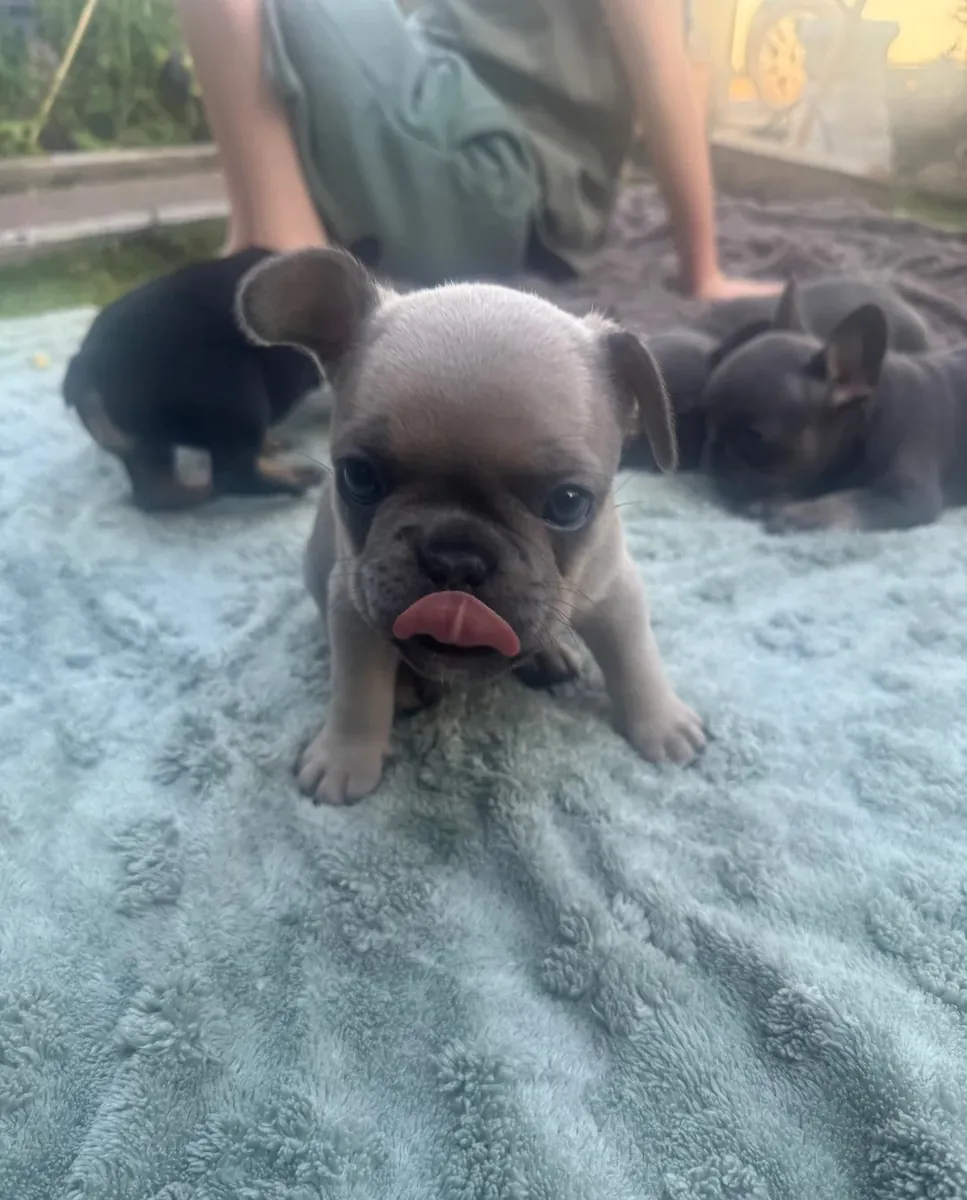 Chiots Bulldog Français à Adopter