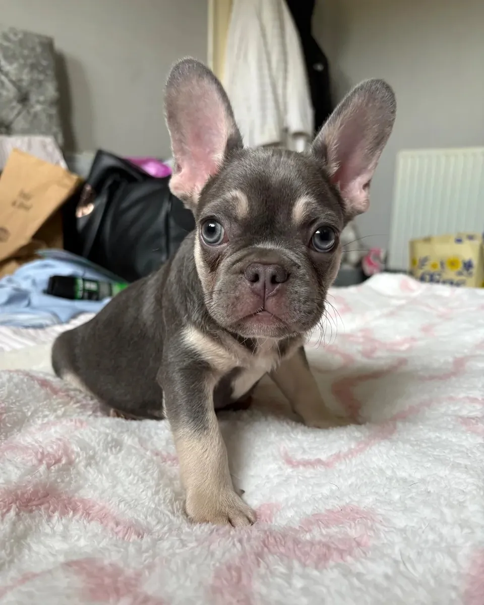 Fransız Bulldog Yavruları Mevcut