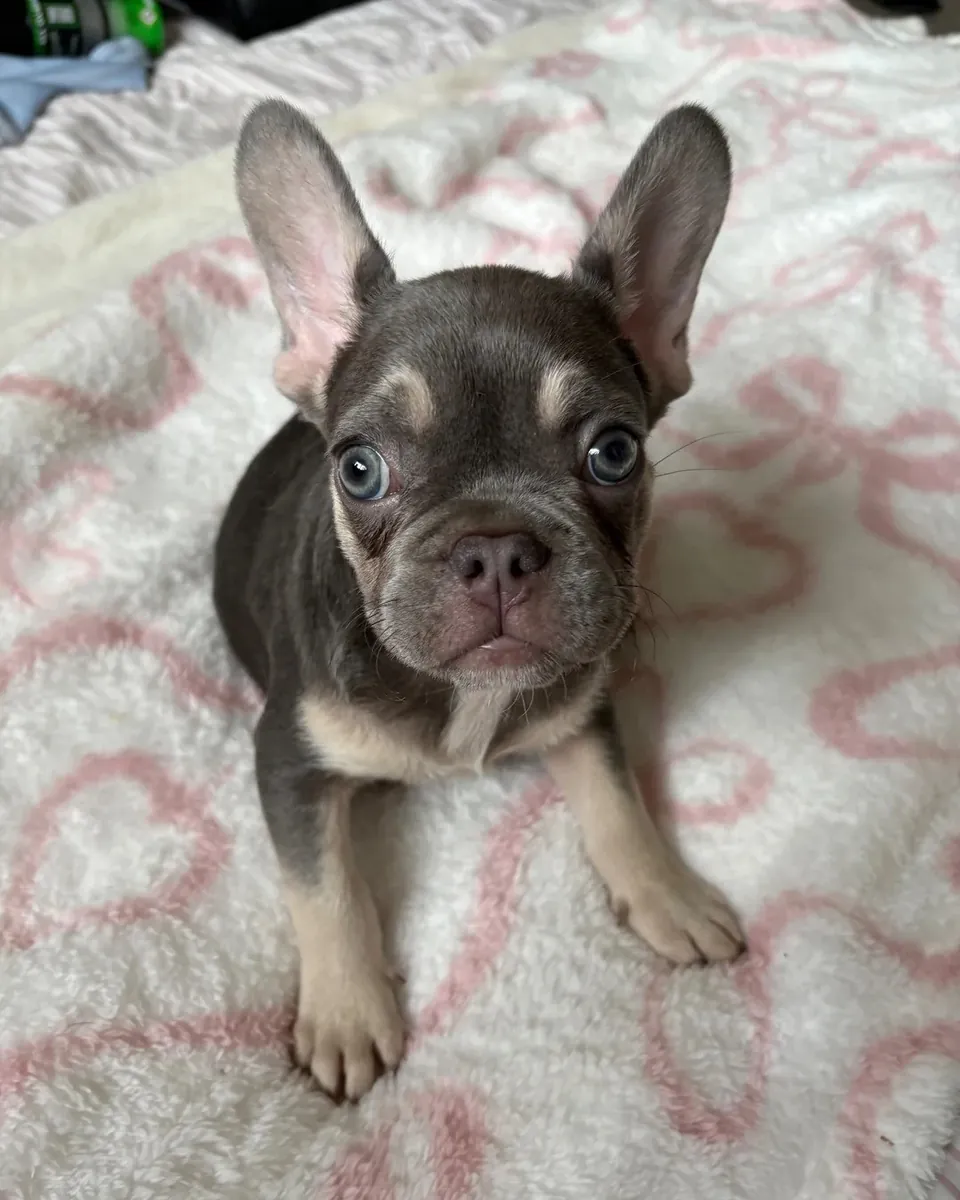 Fransız Bulldog Yavruları Mevcut