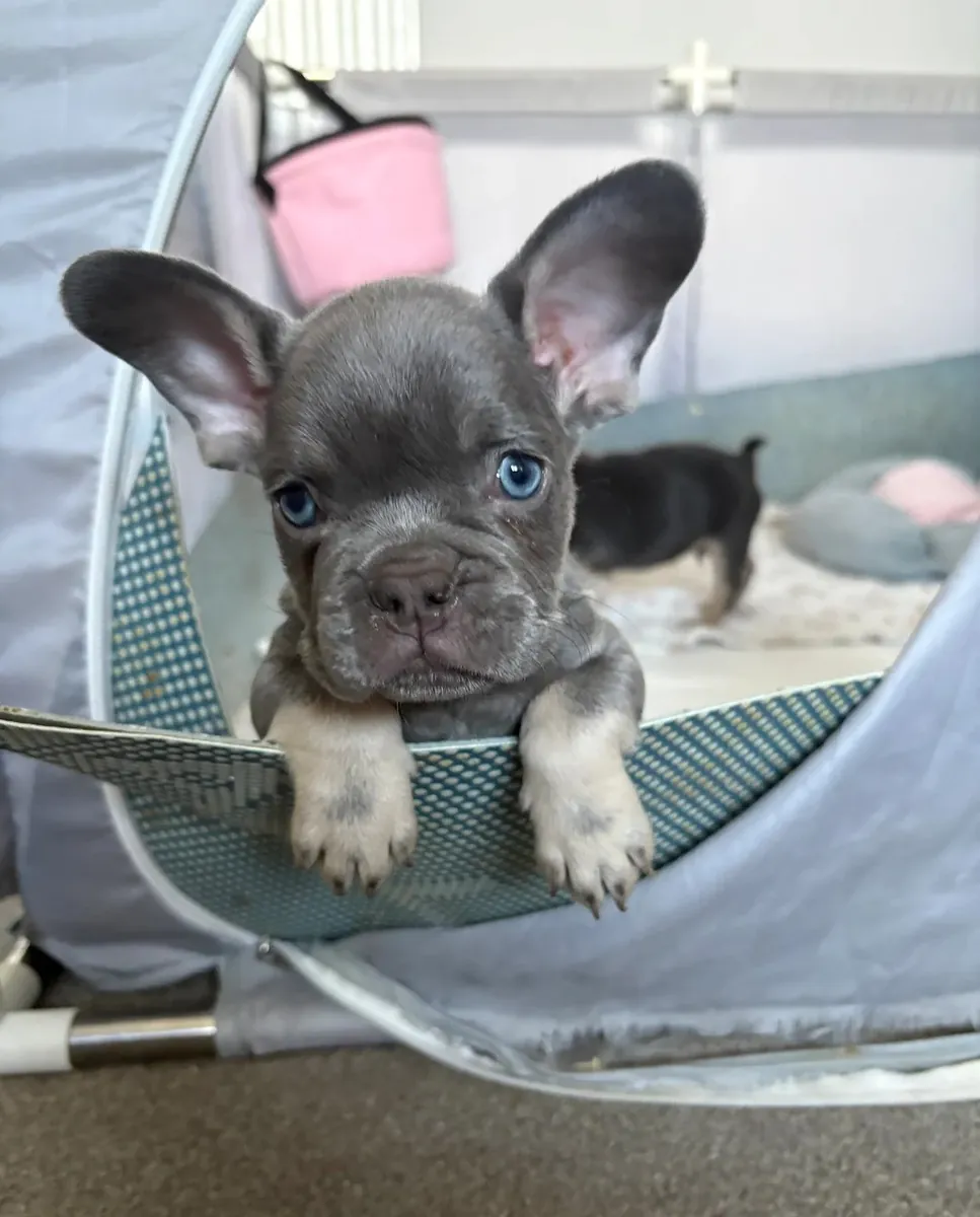 French Bulldog Puppies for Sale