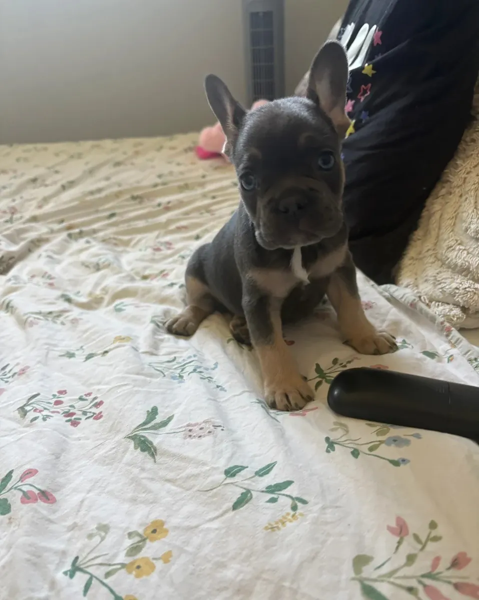 French Bulldog Puppies for Sale