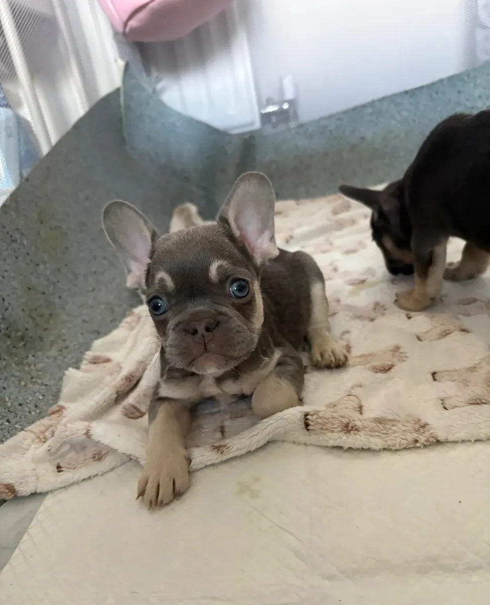 Beautiful French Bulldogs Available