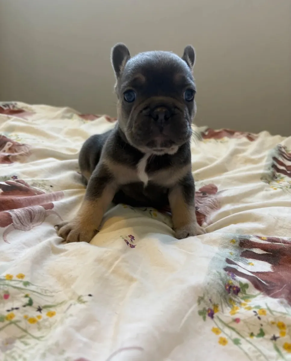 Beautiful French Bulldogs Available