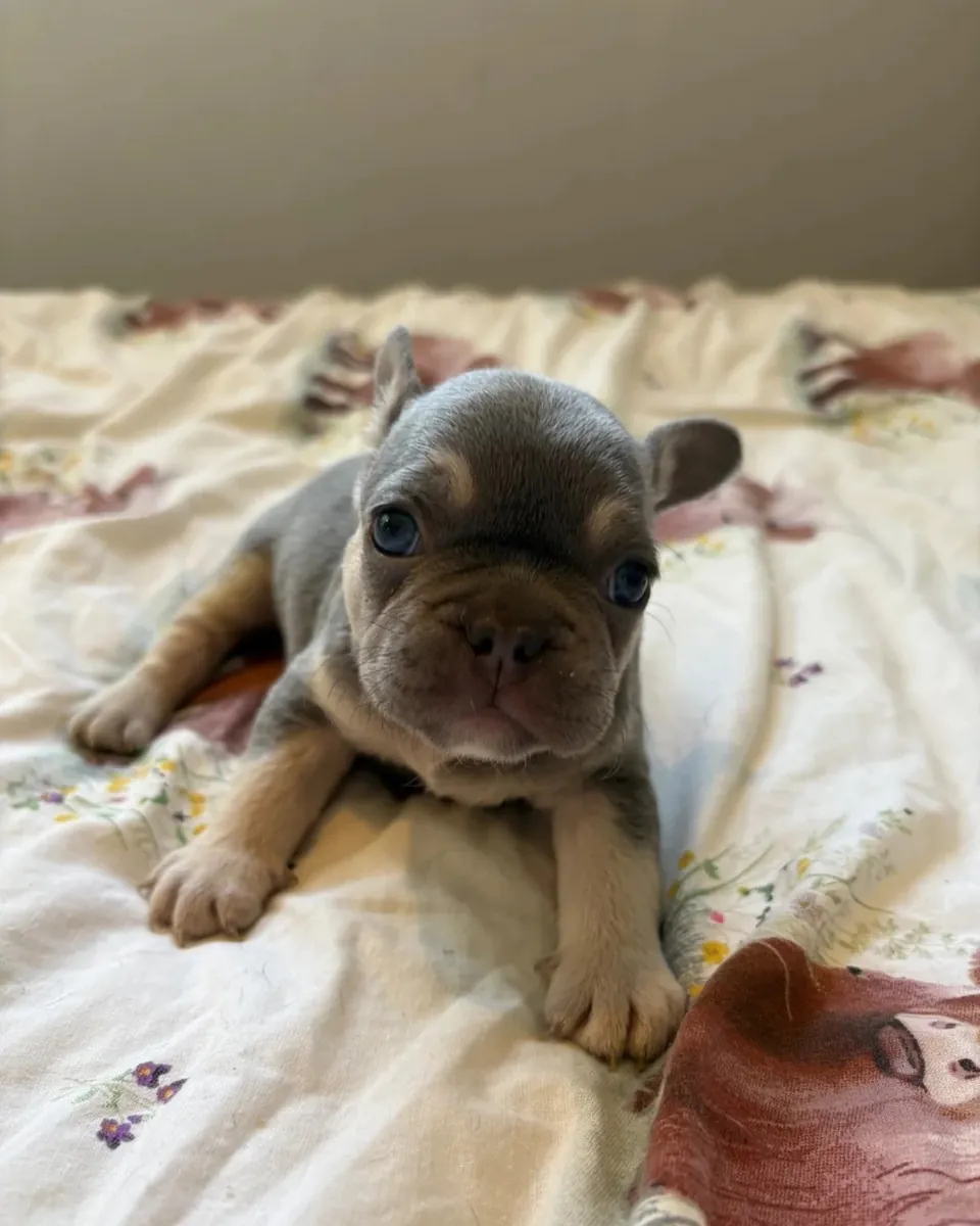 Chiots Bulldog Français