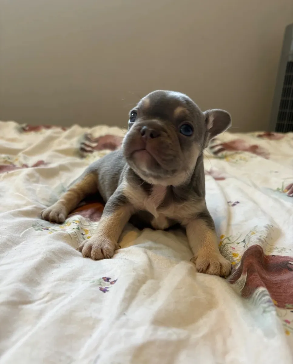 Chiots Bulldog Français