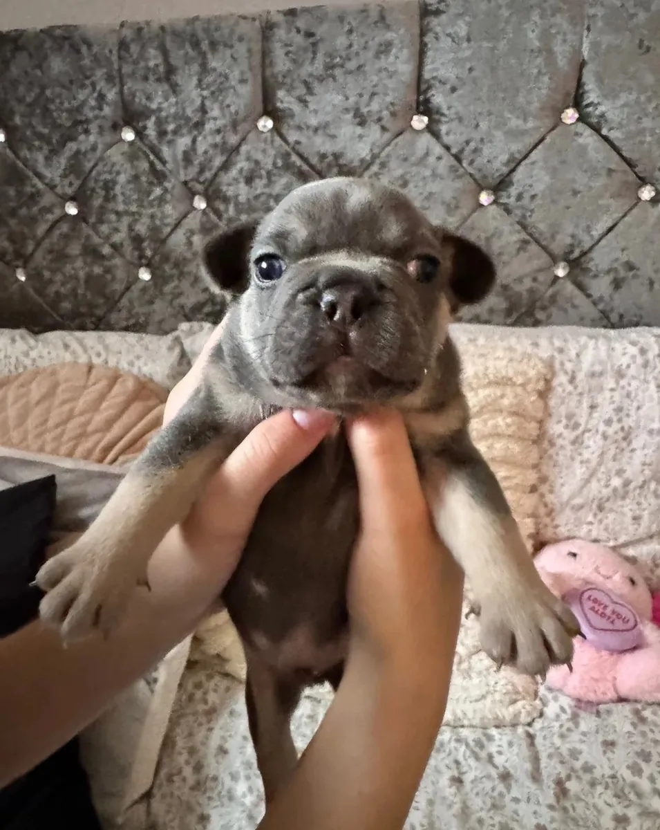 Superbes Bulldogs Français à Vendre