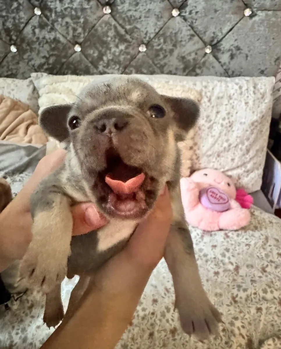Superbes Bulldogs Français à Vendre