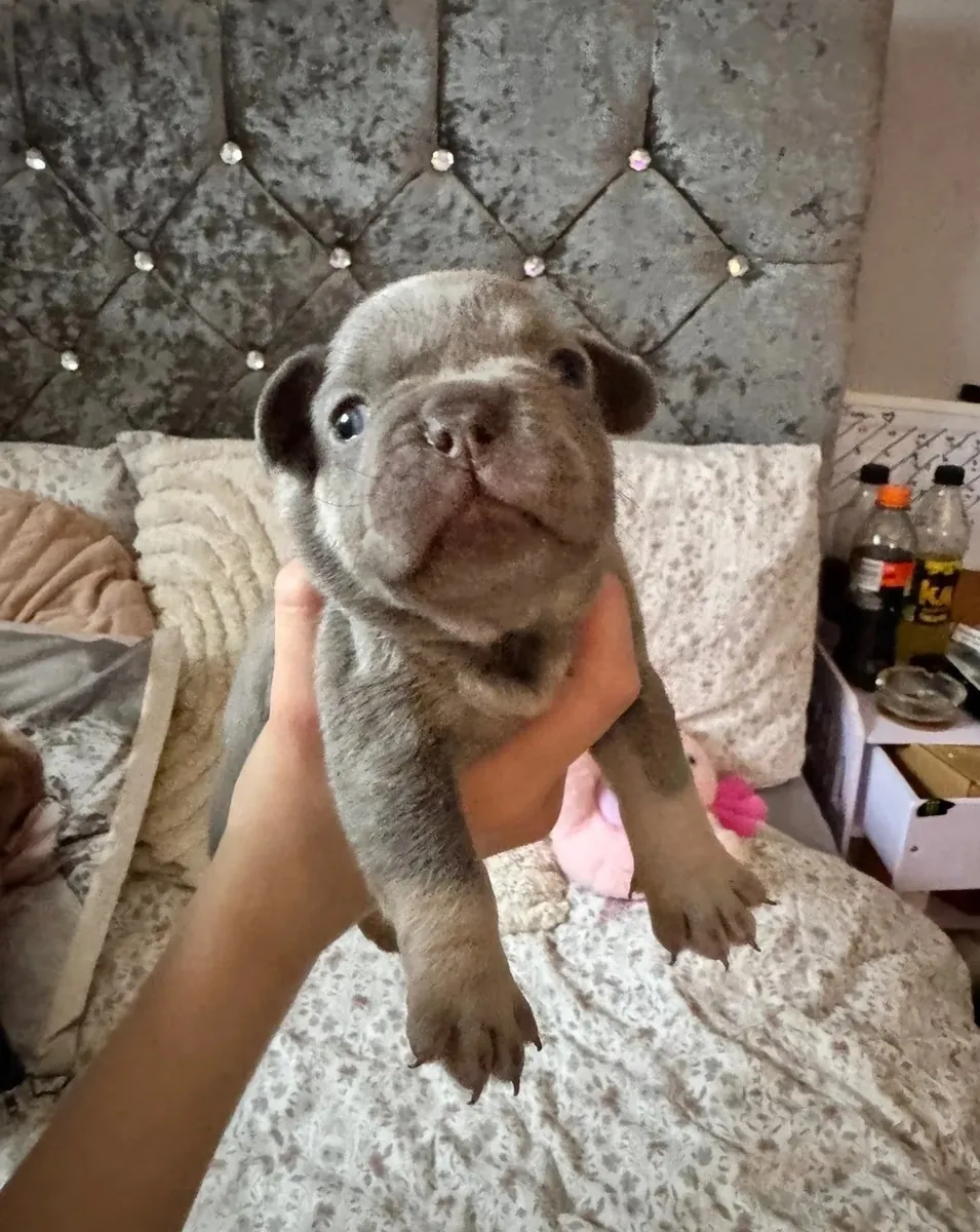 Superbes Bulldogs Français à Vendre