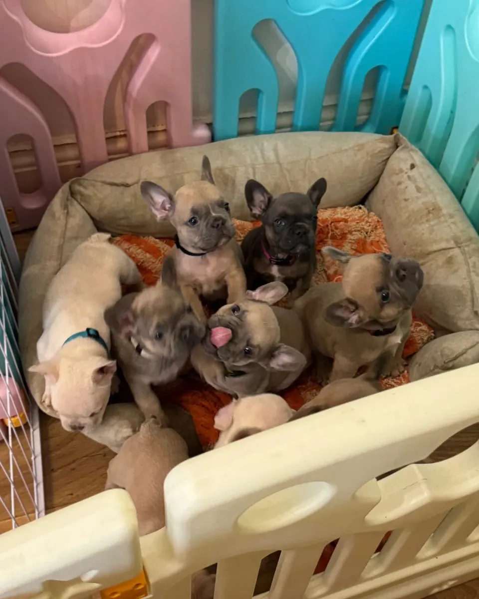 4 Fransız Bulldog Yavru Mevcut