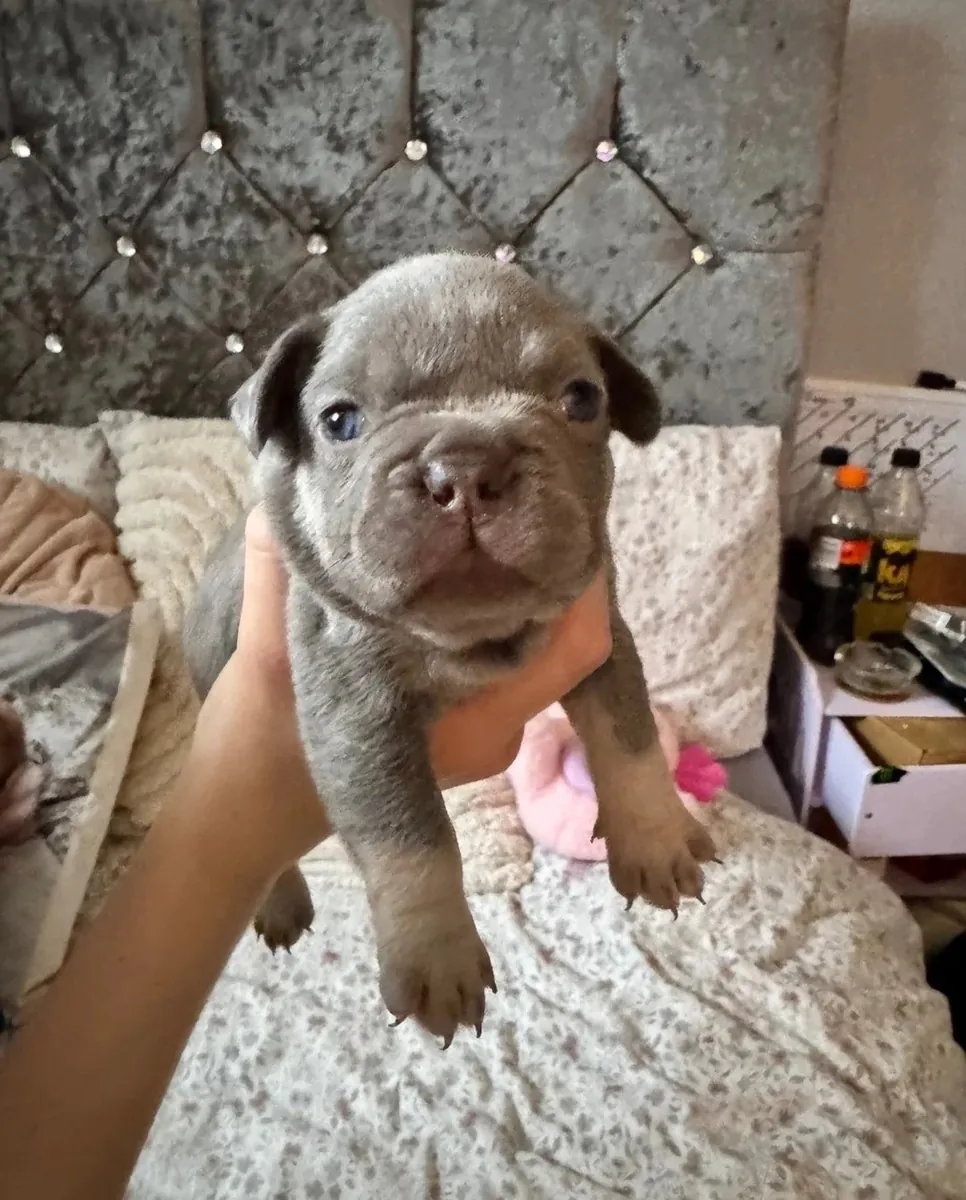 4 Fransız Bulldog Yavru Mevcut