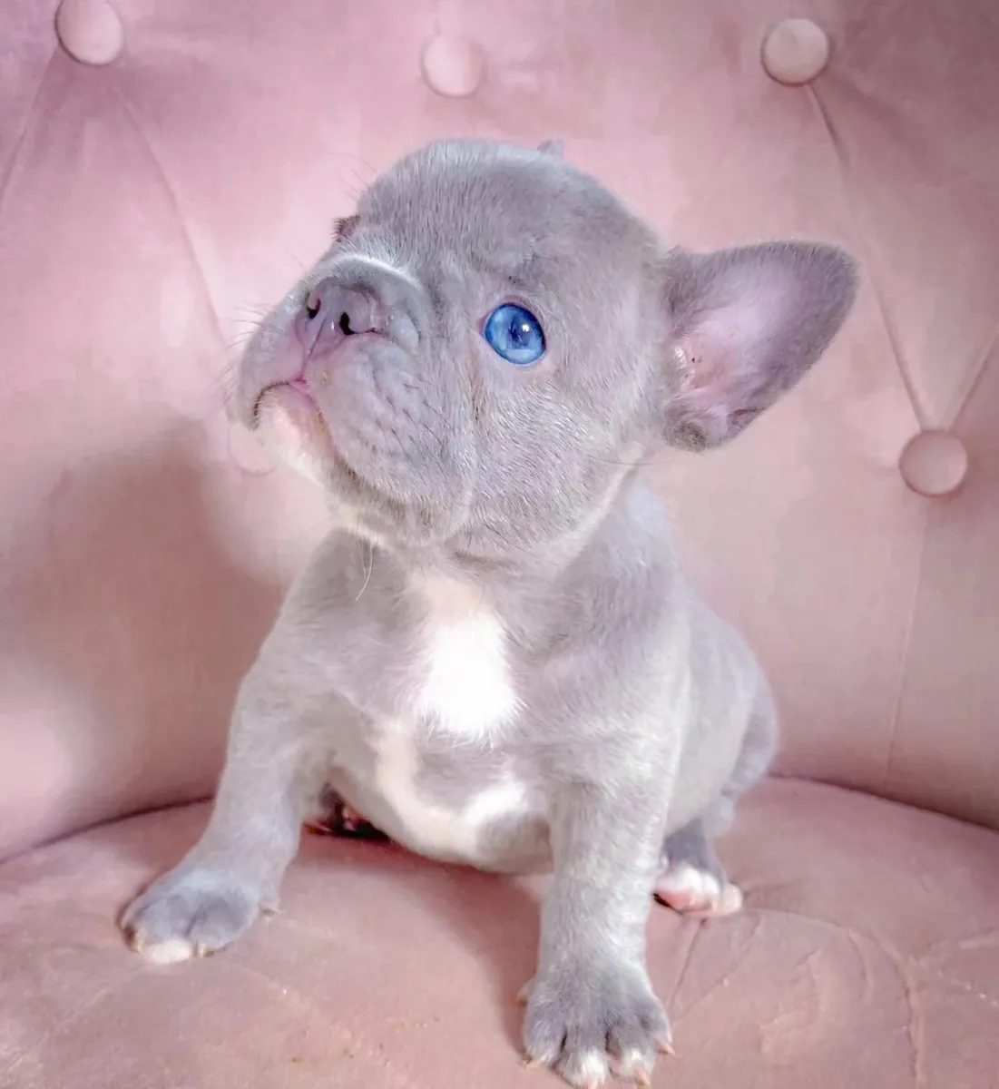 Quality French Bulldogs
