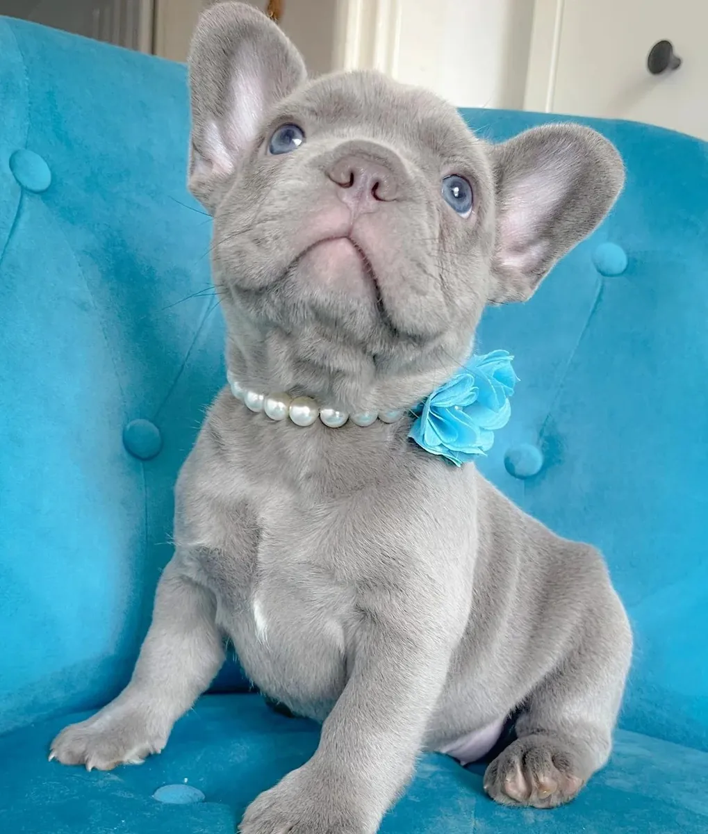 Quality French Bulldogs
