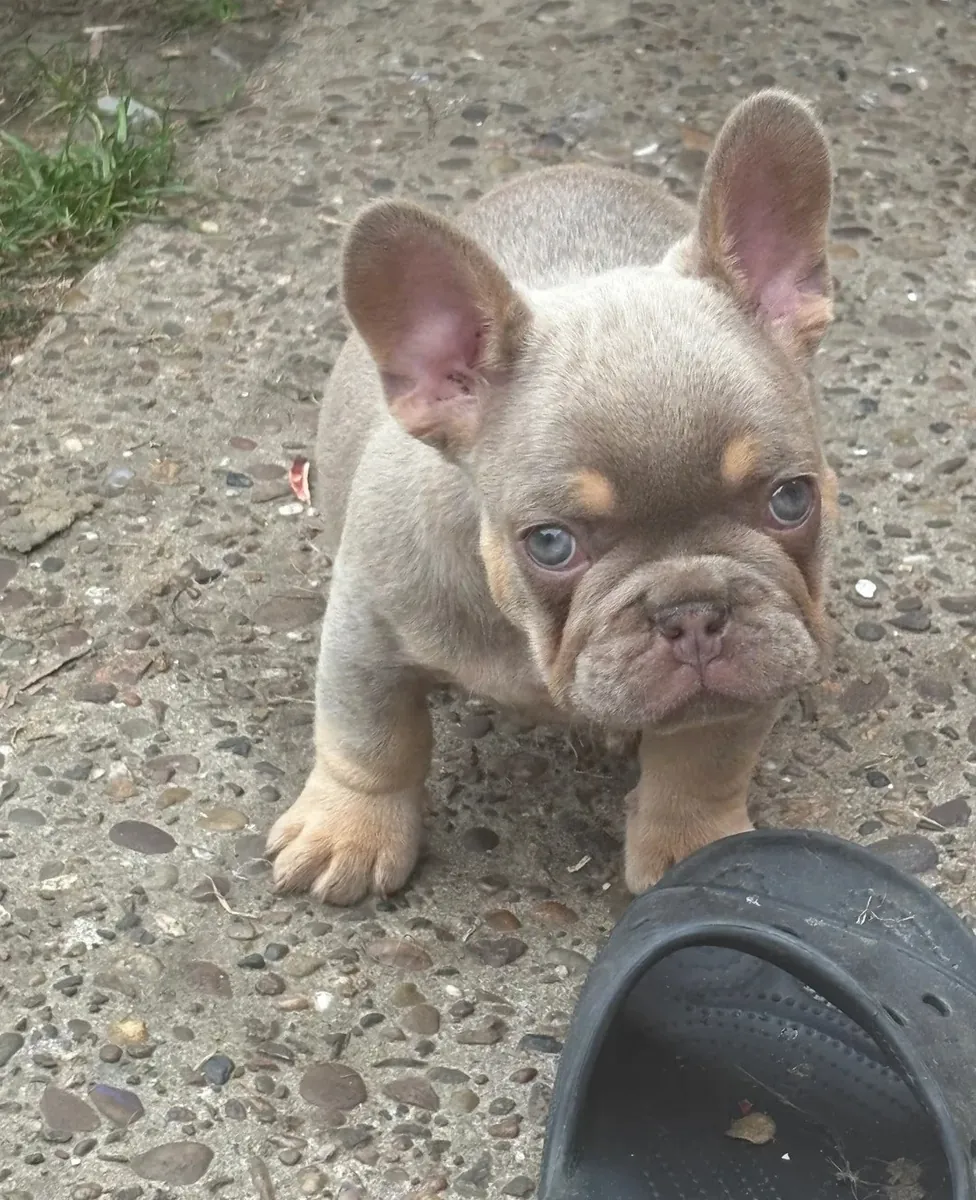 Chiots Bulldog Français Affectueux