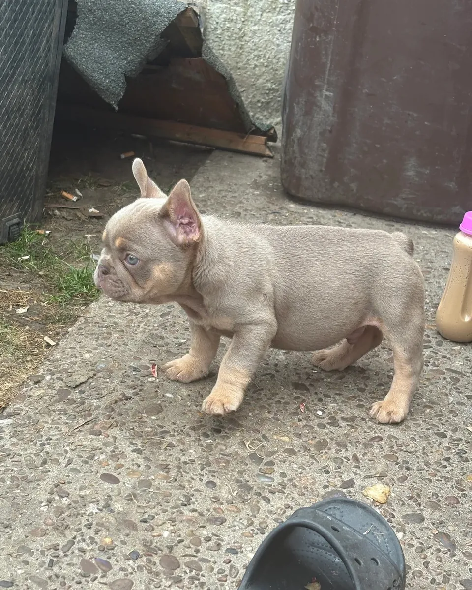 Chiots Bulldog Français Affectueux