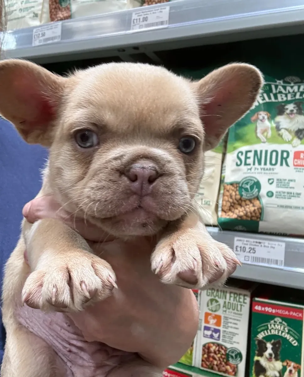 Adorable French Bulldog Puppies