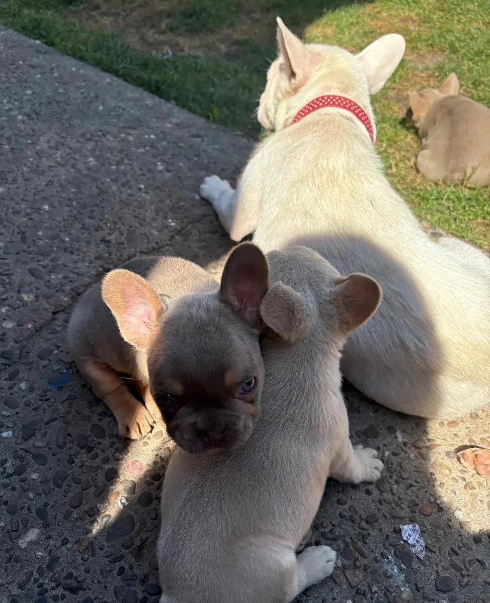 Adorable French Bulldog Puppies