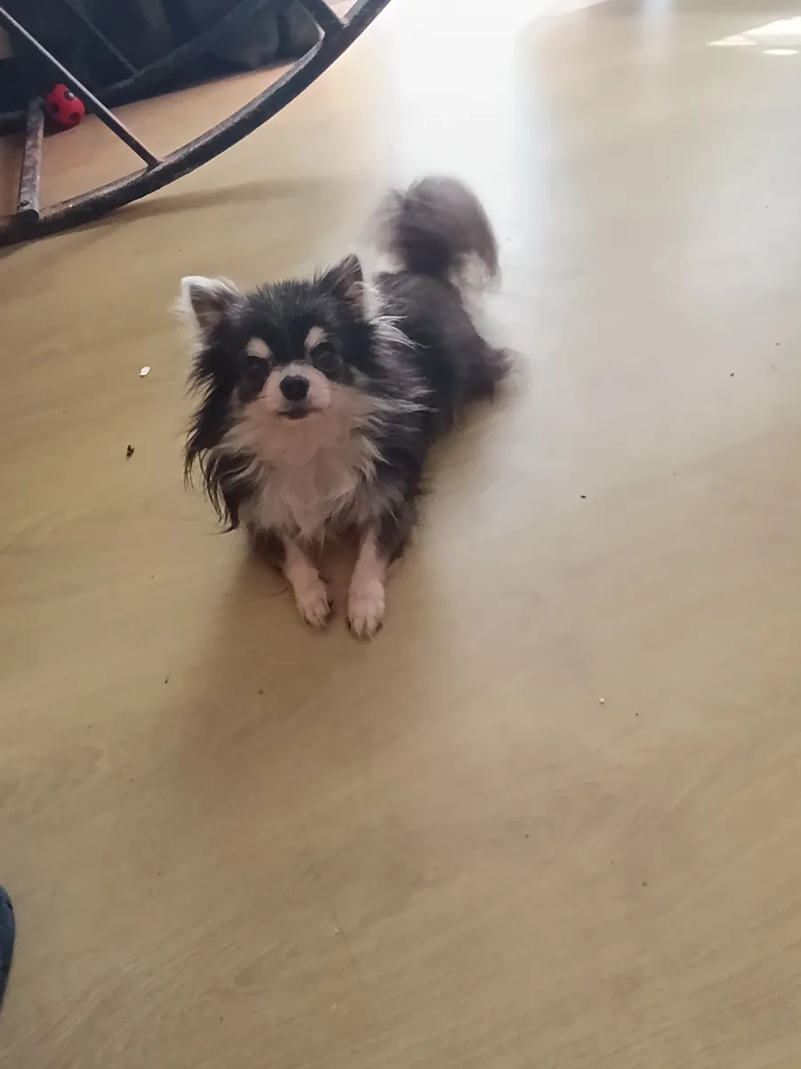 Chihuahua mâle, castré, en échange de nourriture