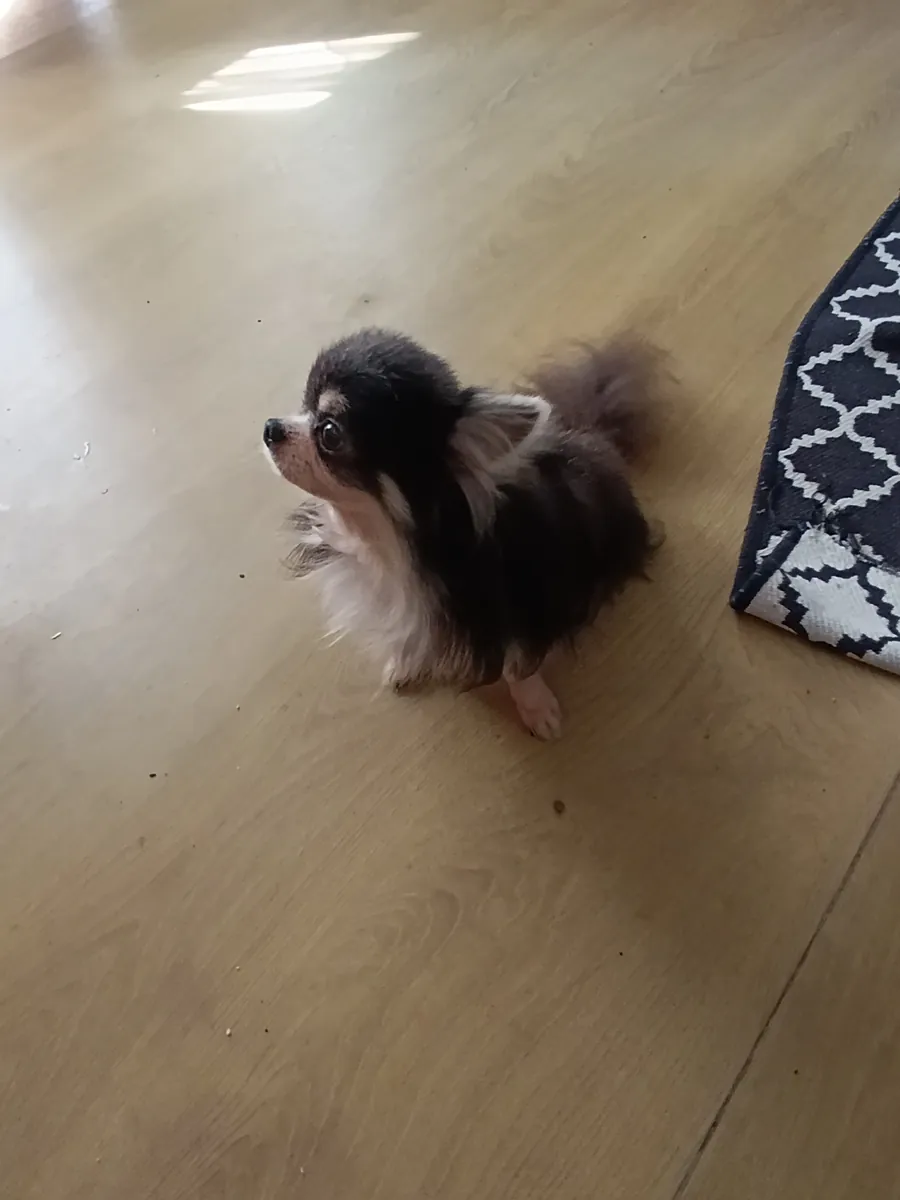 Chihuahua mâle, castré, en échange de nourriture