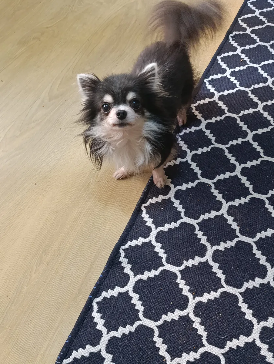 Chihuahua mâle, castré, en échange de nourriture