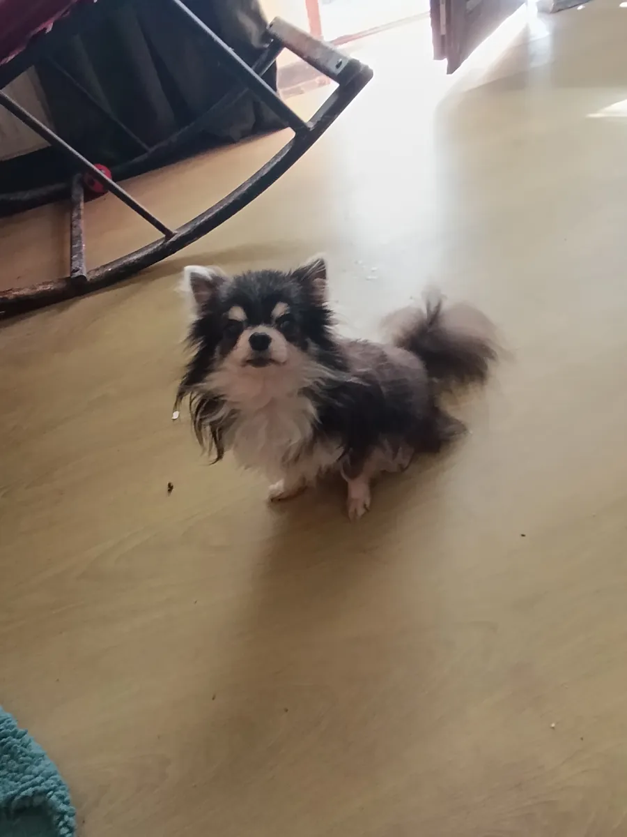 Chihuahua macho castrado a cambio de comida