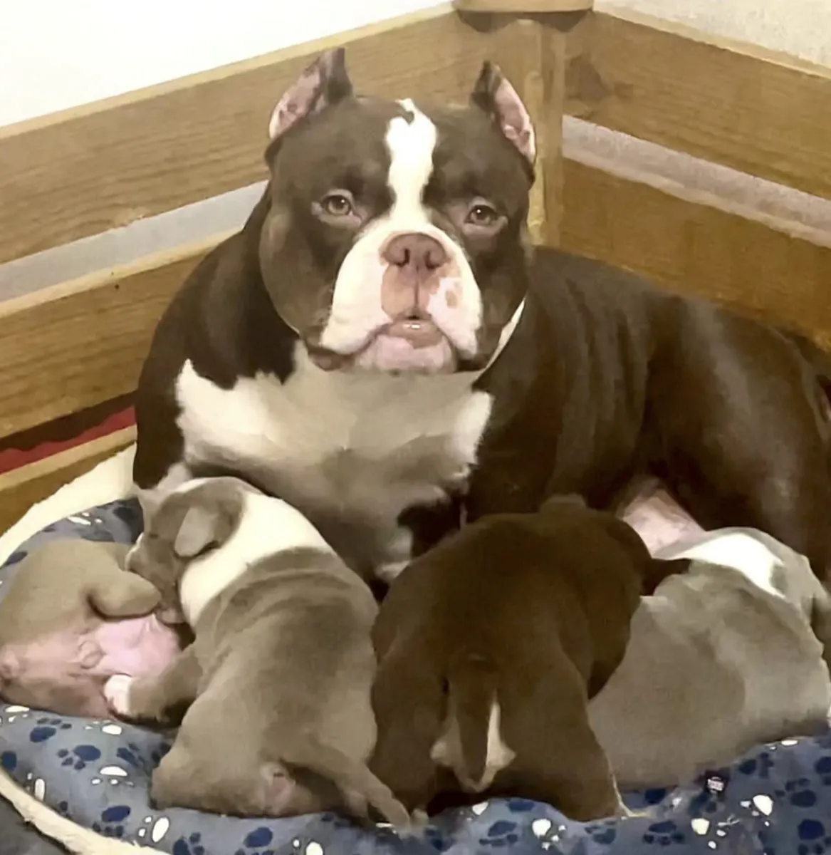 Очень компактный, микроразмерный американский буллпарн.