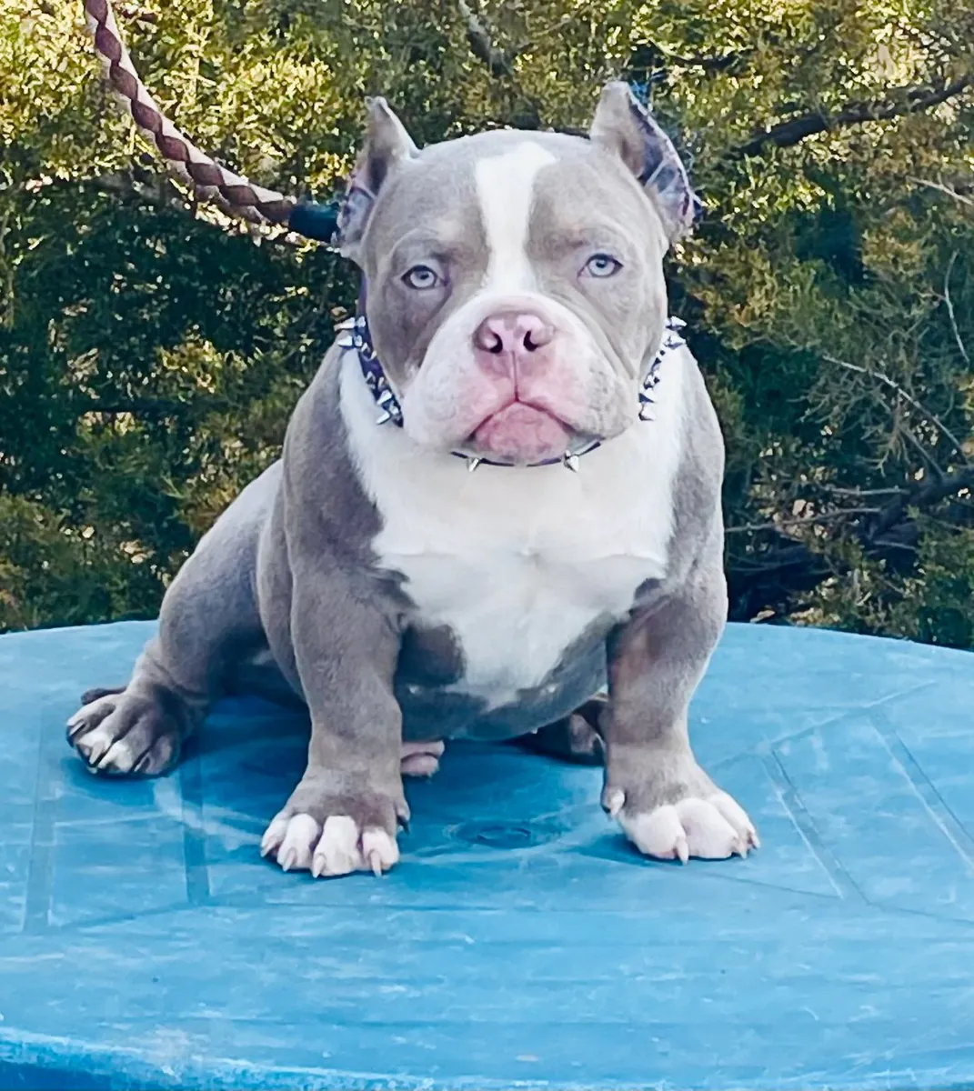 Очень компактный, микроразмерный американский буллпарн.