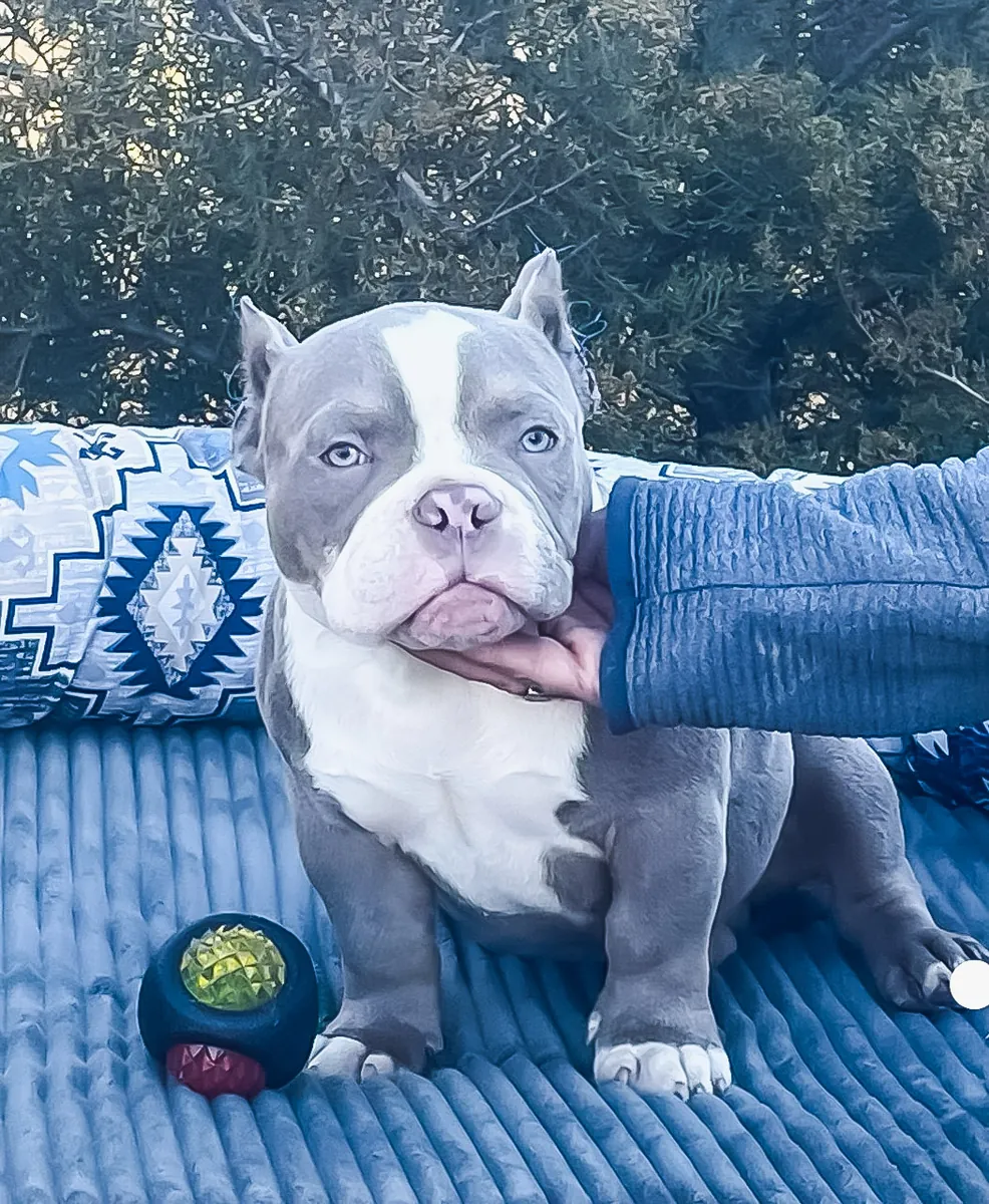 Очень компактный, микроразмерный американский буллпарн.