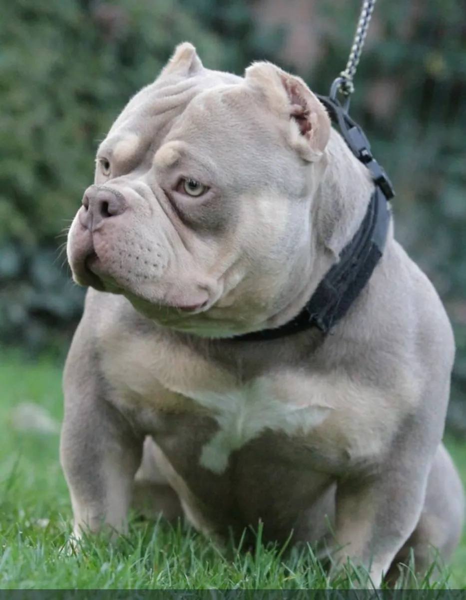 Очень компактный, микроразмерный американский буллпарн.