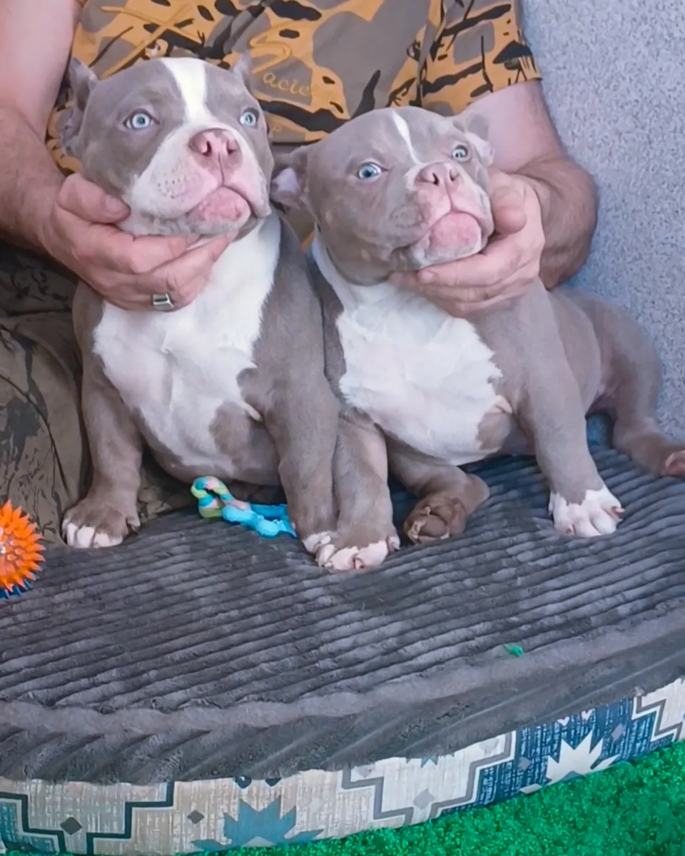 Очень компактный, микроразмерный американский буллпарн.