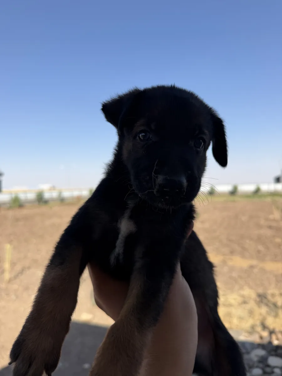 Chiots de qualité A