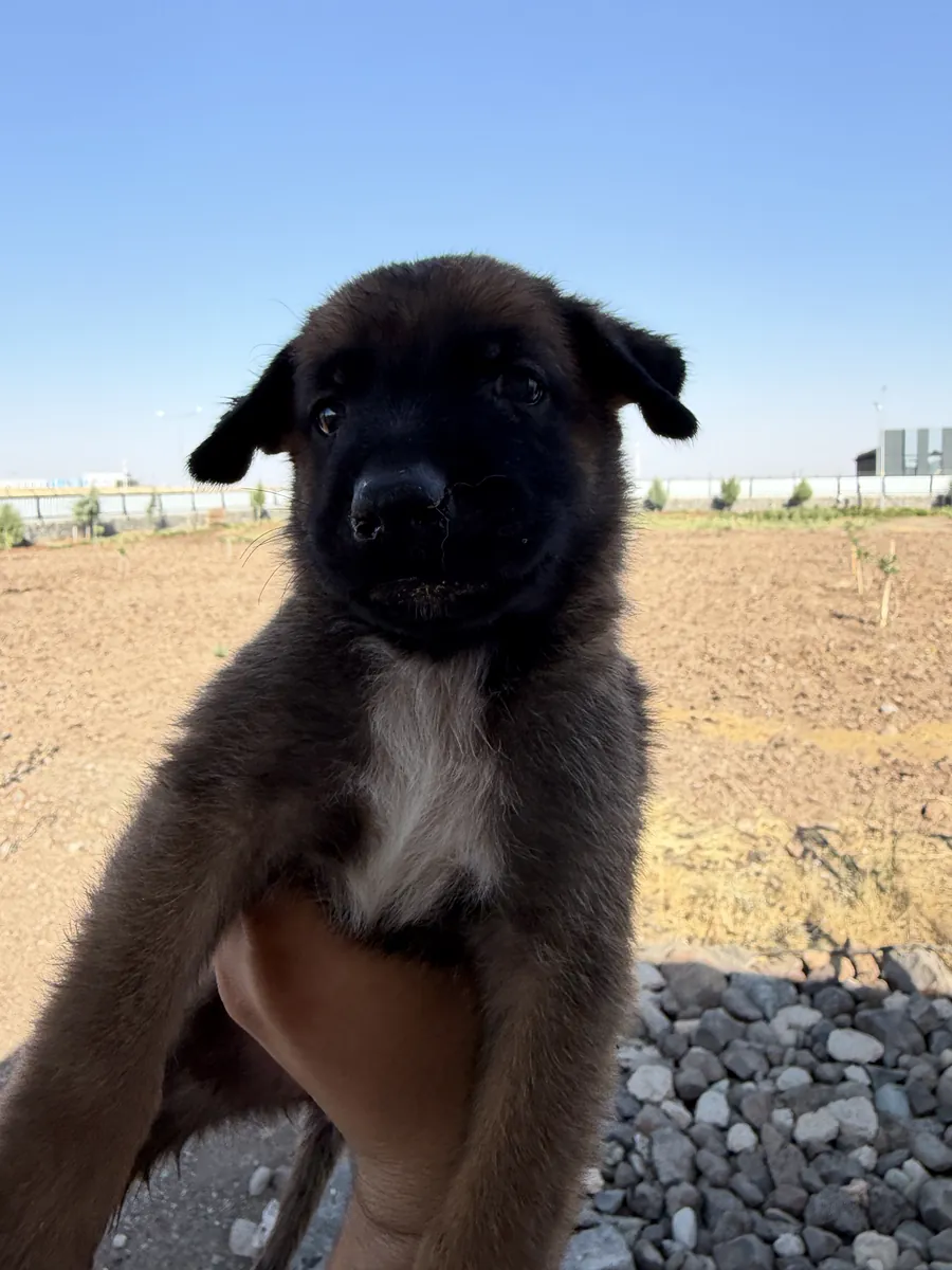 Chiots de qualité A