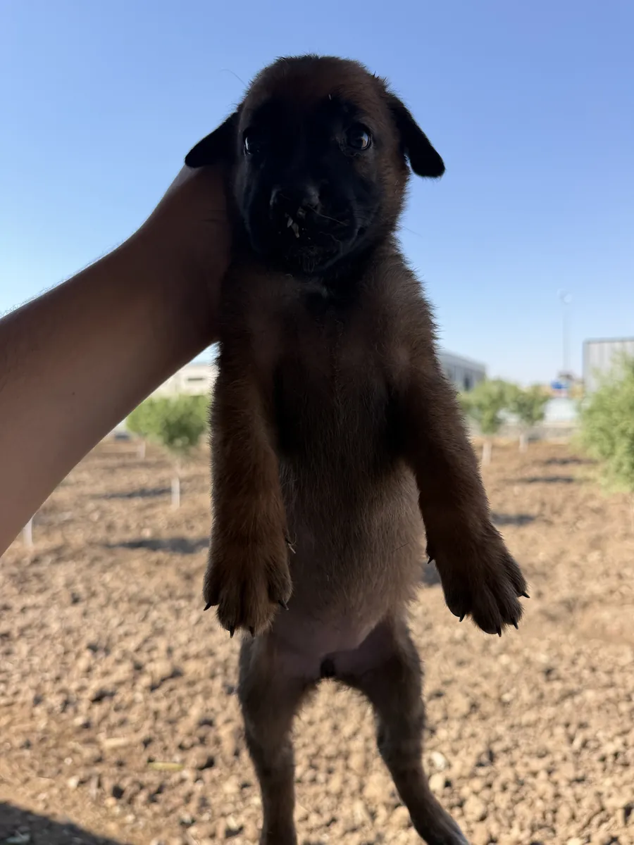 Chiots de qualité A