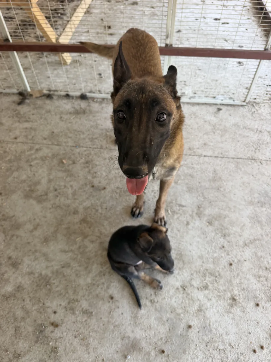 Chiots de qualité A