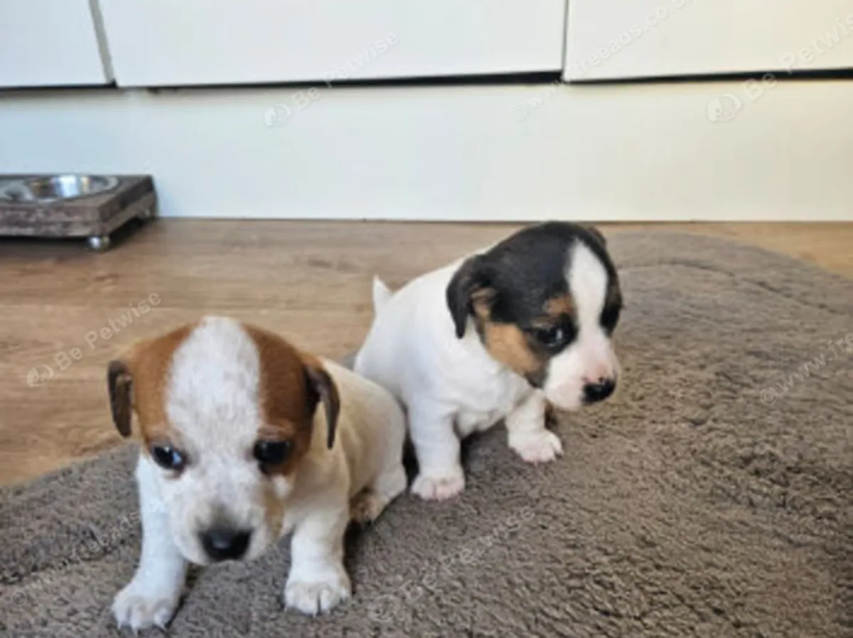 Chiots Jack Russell : jacobmatirns@gmail.com
