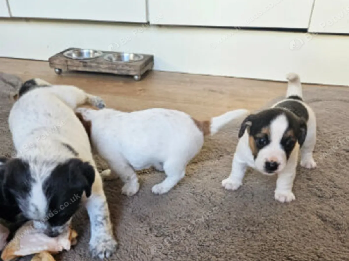 Chiots Jack Russell : jacobmatirns@gmail.com