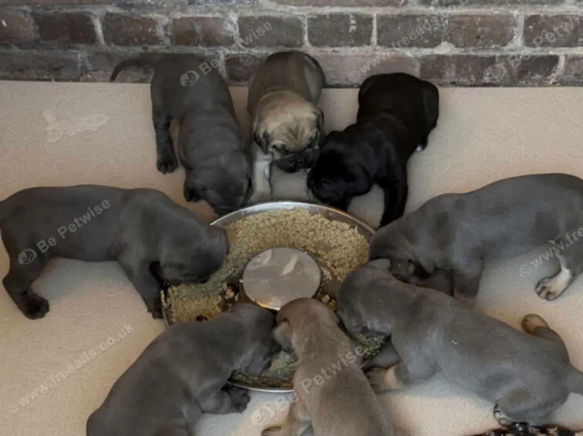 Cachorros de Cane Corso Email : jacobmatirns@gmail.com