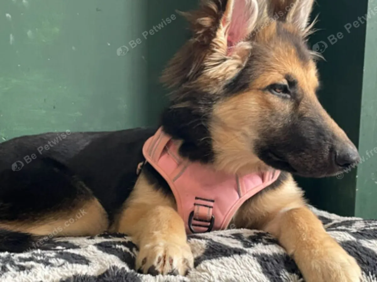 Alman Çoban köpeği ve Malamute melez Email: jacobmatirns@gmail.com