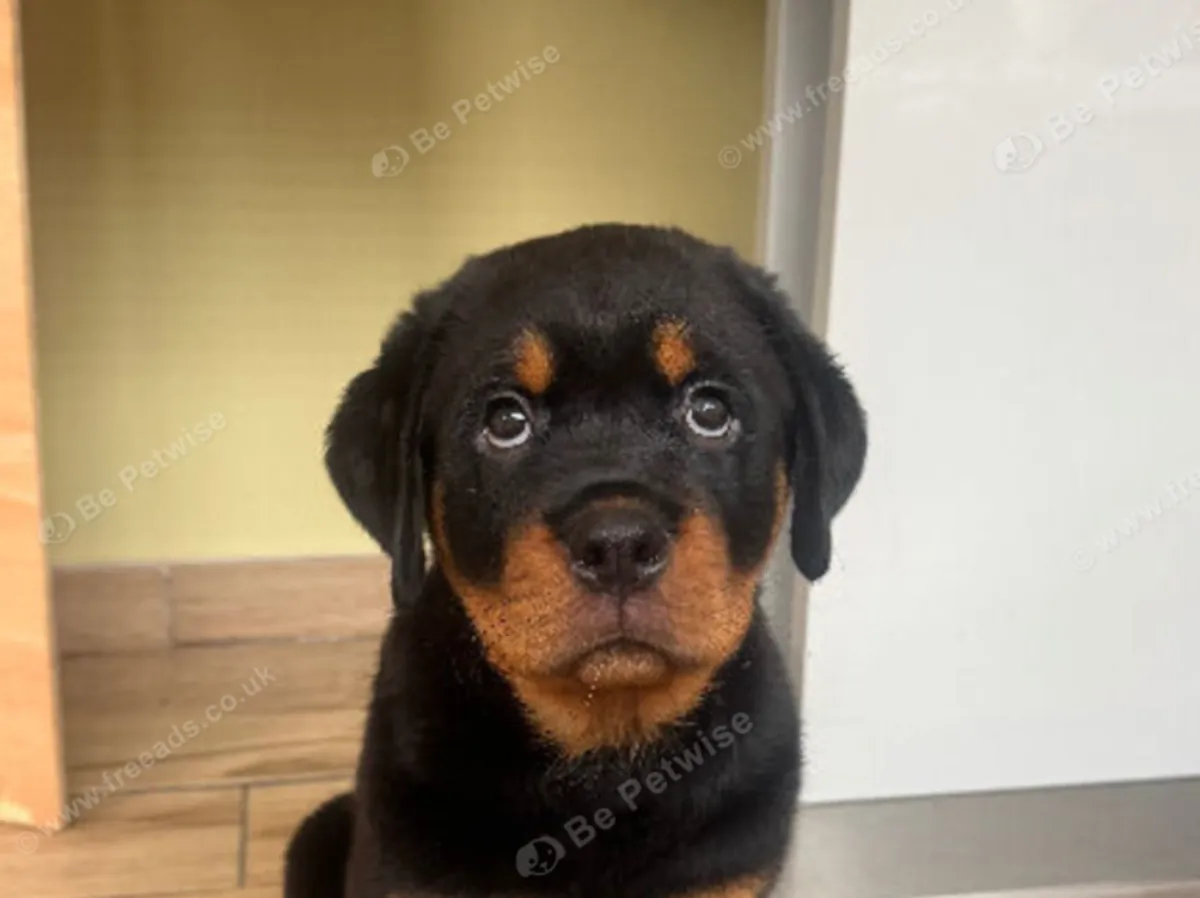Rottweiler Yavru E-posta: jacobmatirns@gmail.com