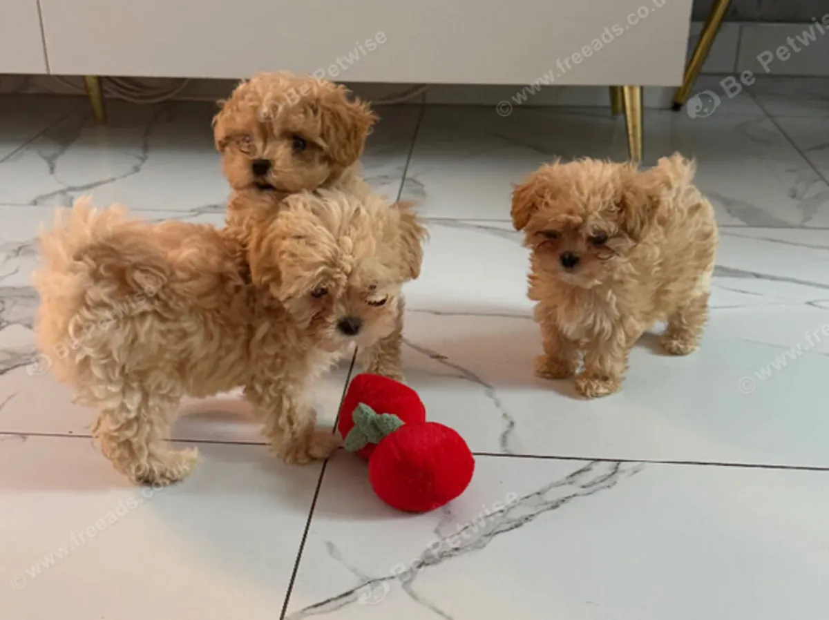 Beau xxs Maltipoo asiatique E-mail : jacobmatirns@gmail.com