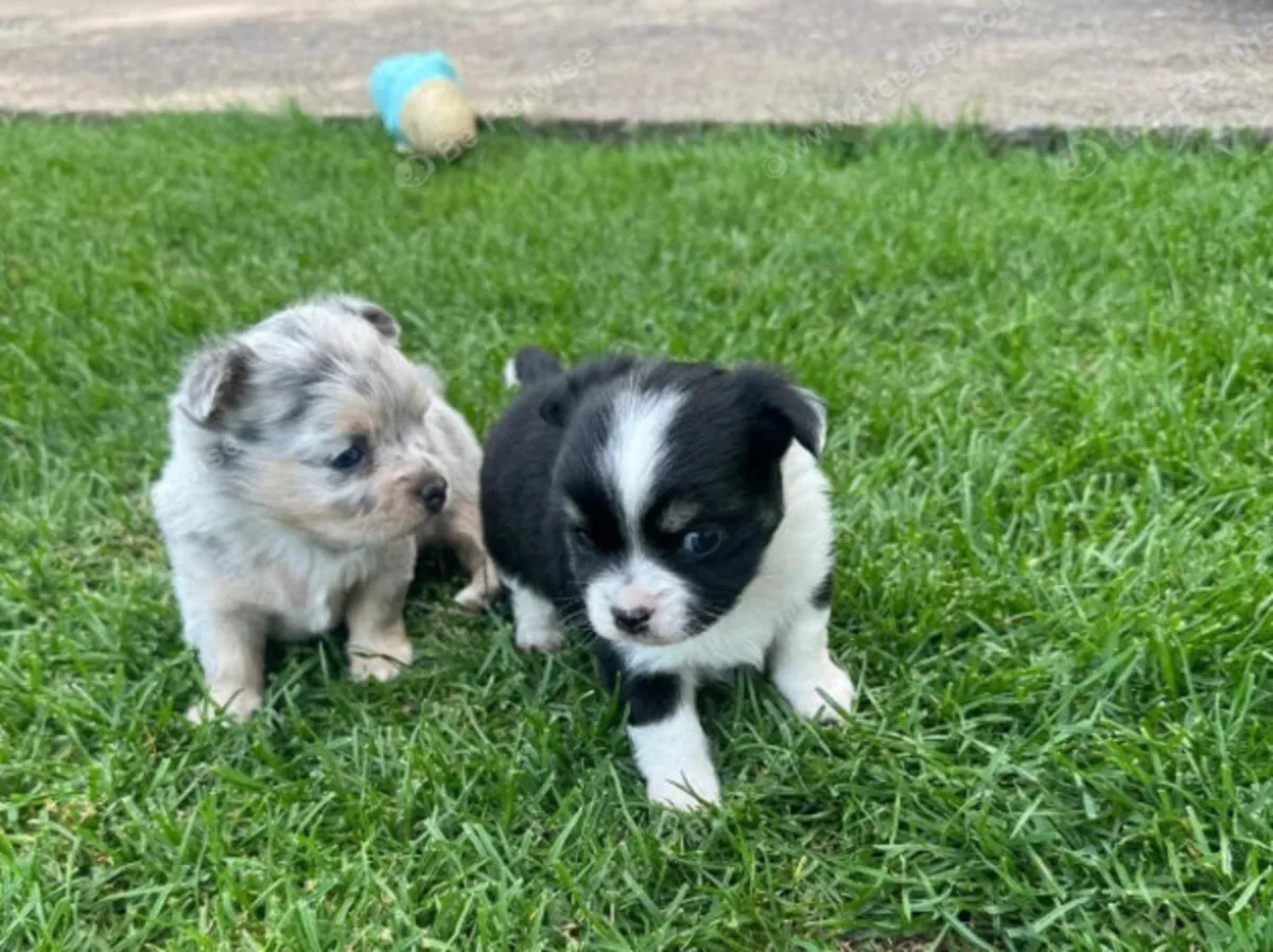 Superbes chiots Chihuahua – 1 garçon et 1 fille : jacobmatirns@gmail.com