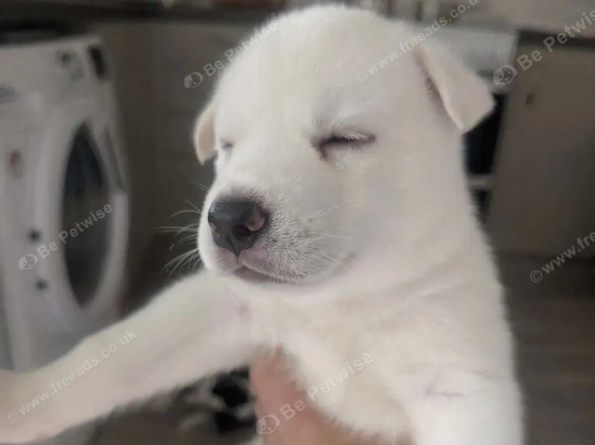Husky yavruları satın alın Email : jacobmatirns@gmail.com