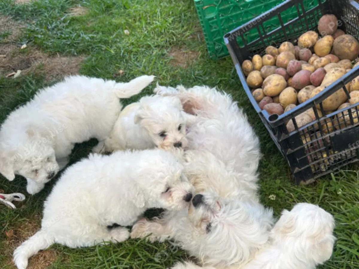 Beaux chiots maltais disponibles jacobmatirns@gmail.com