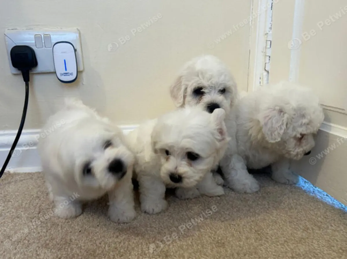 Beaux chiots maltais disponibles jacobmatirns@gmail.com