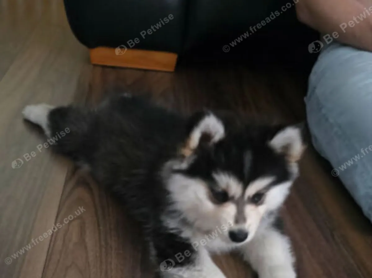 F4 雌性 Pomsky 电子邮件: jacobmatirns@gmail.com