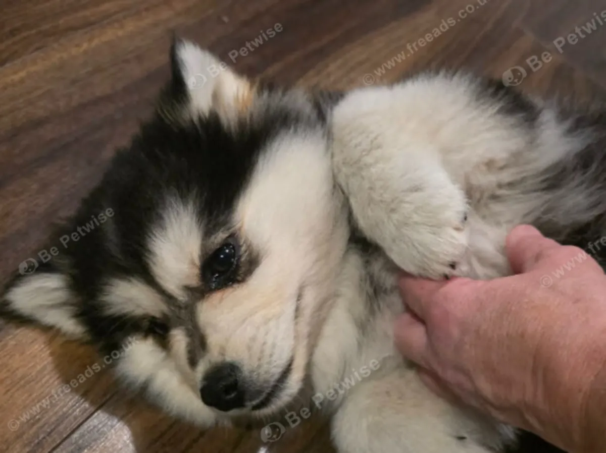 F4 雌性 Pomsky 电子邮件: jacobmatirns@gmail.com