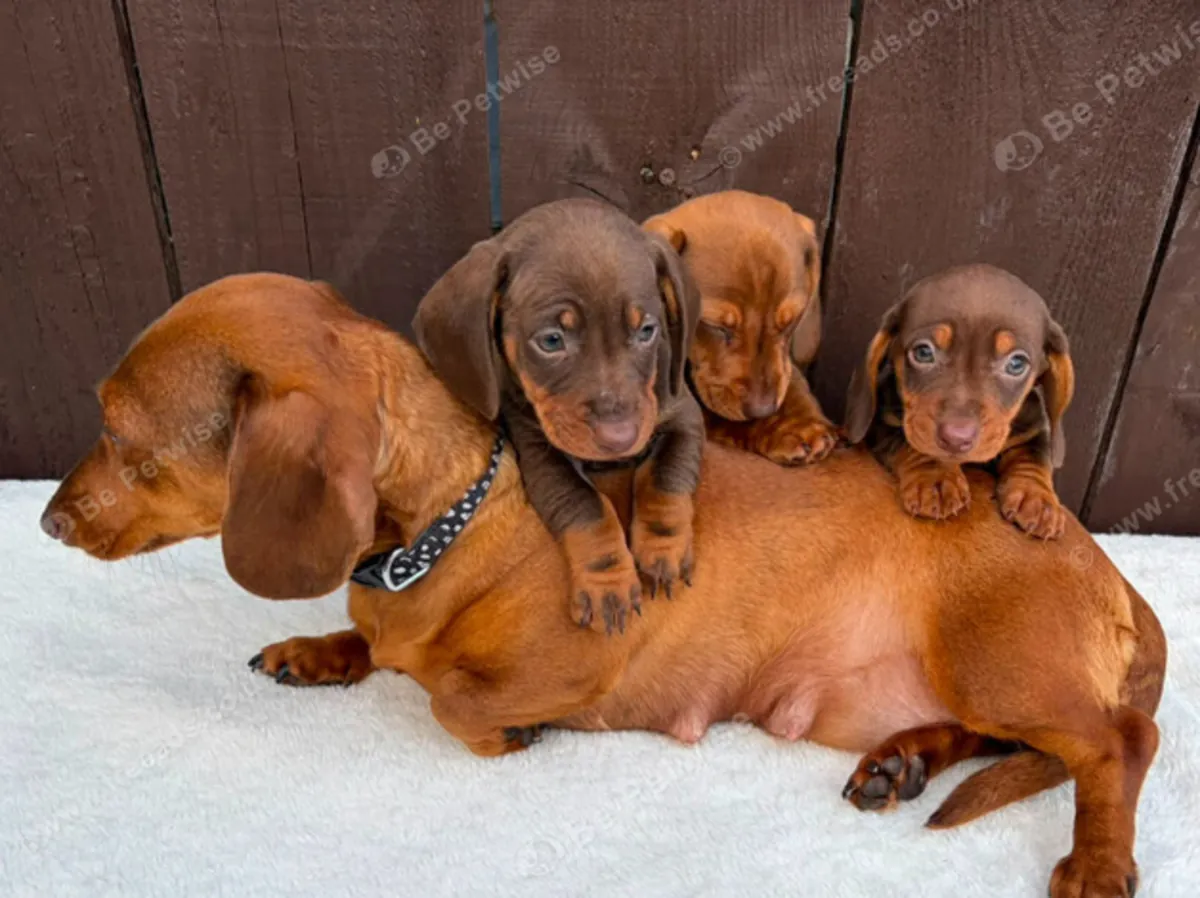 Chiots teckels seulement 1 Garçon disponible : jacobmatirns@gmail.com