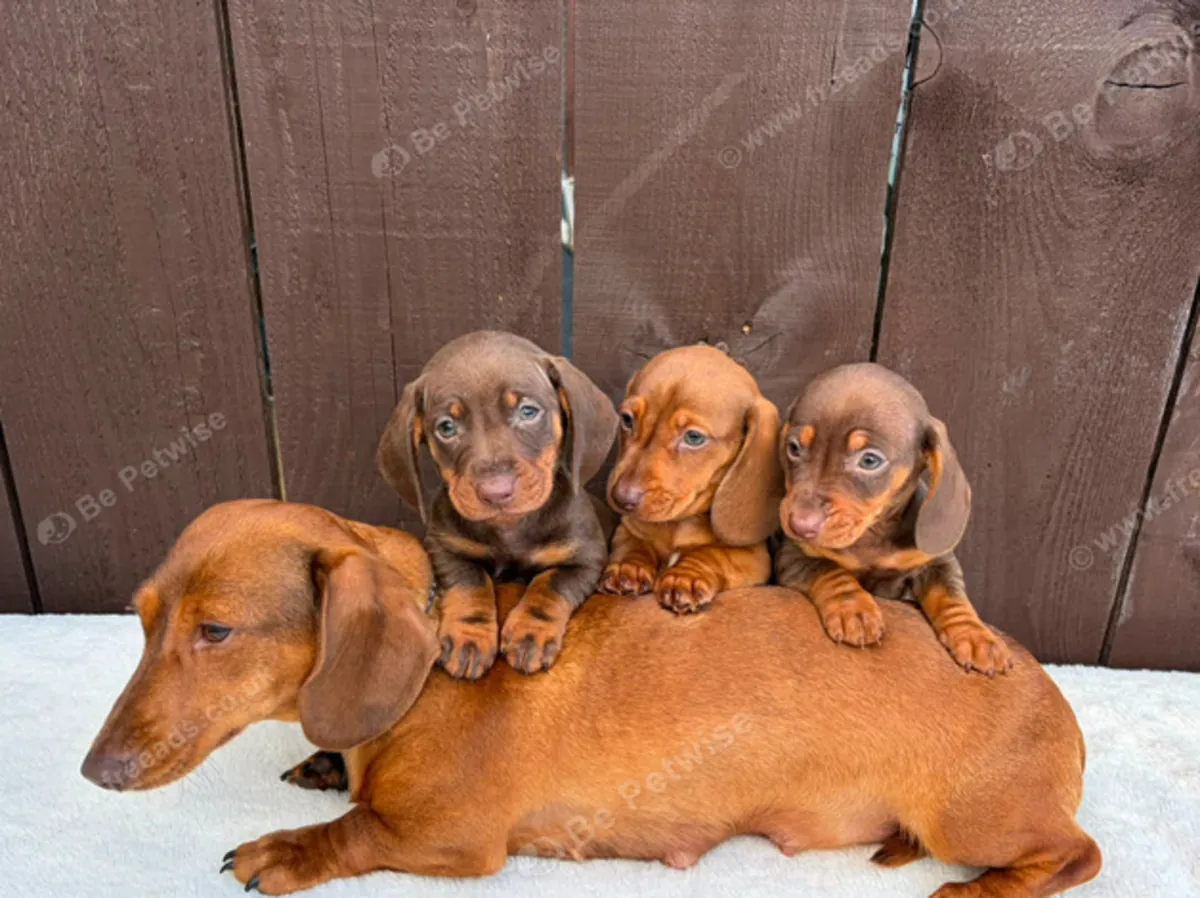 Chiots teckels seulement 1 Garçon disponible : jacobmatirns@gmail.com
