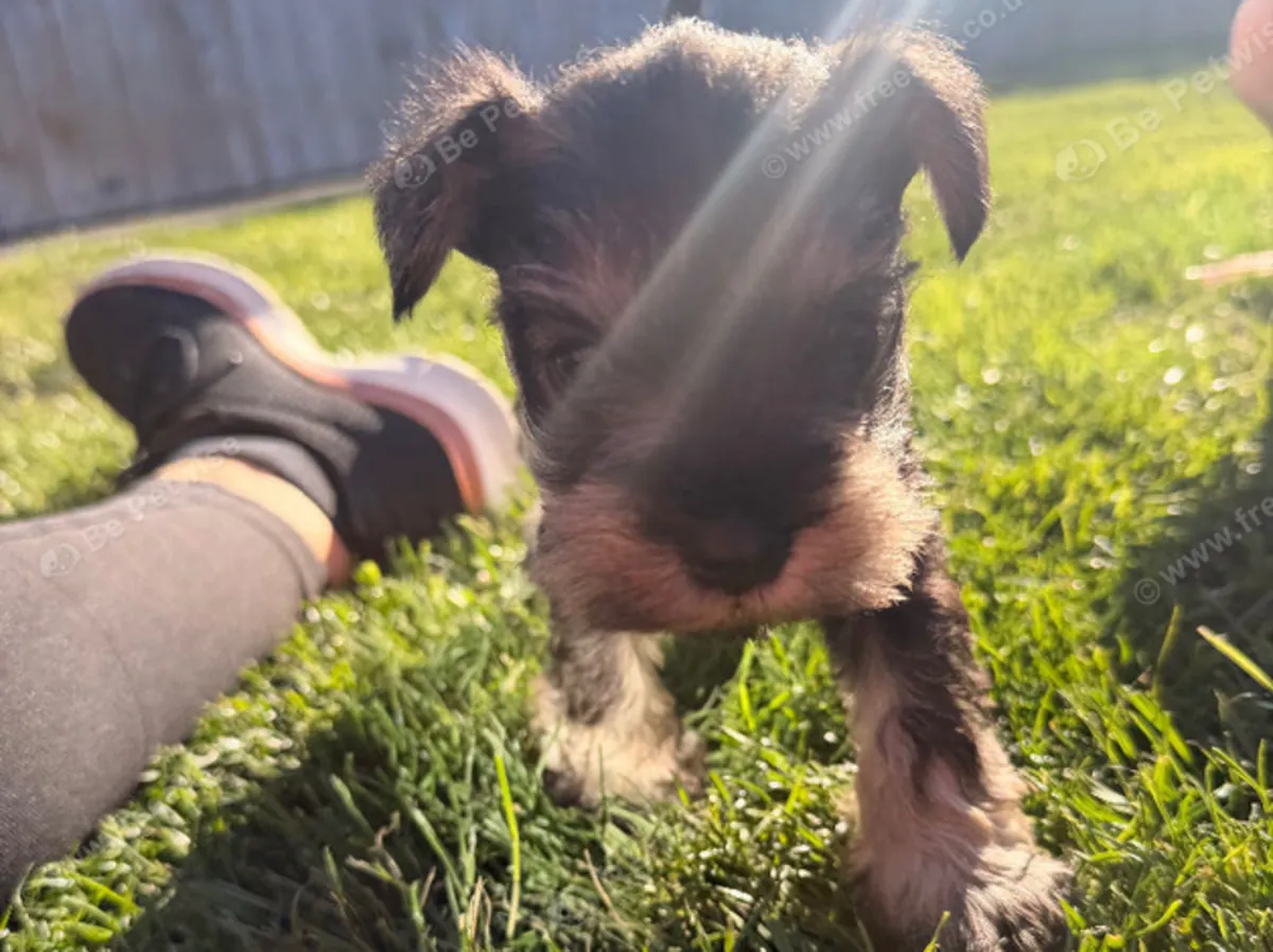 Mini schnauzers de race :  jacobmatirns@gmail.com