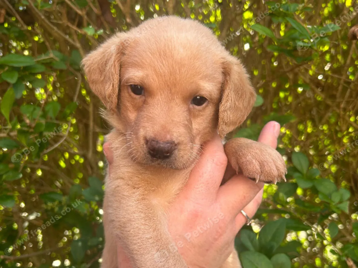 Güzel kız Labradorlar : jacobmatirns@gmail.com