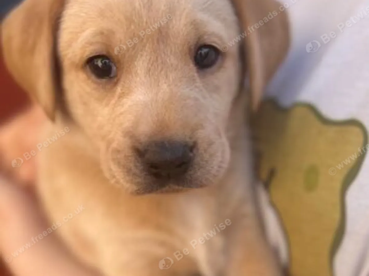 Güzel kız Labradorlar : jacobmatirns@gmail.com